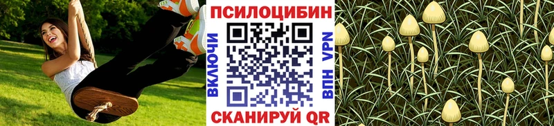 дарнет шоп  Кингисепп  Псилоцибиновые грибы GOLDEN TEACHER 